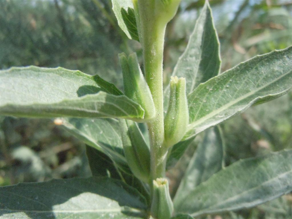 Oenothera sp. (Myrtales - Onagraceae)